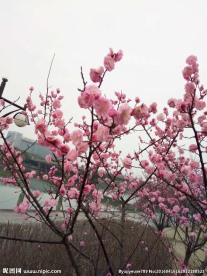 红梅树