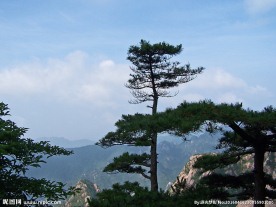 黄山松