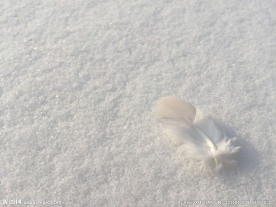 雪上的羽毛