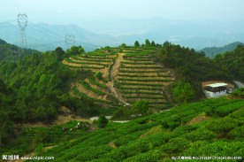高山采茶 农夫采茶