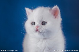 可爱小猫