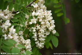 洋槐花特写