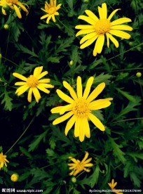 野菊