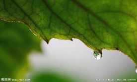 水滴 叶子