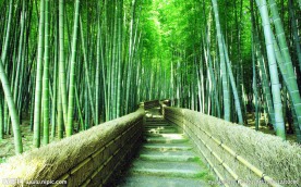 竹林小道