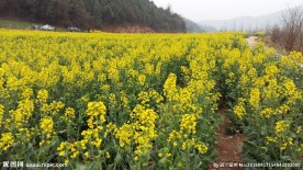 汉中油菜花