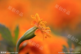 花瓣红花
