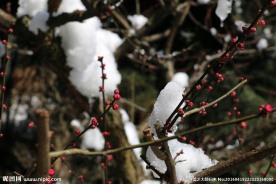 梅与雪