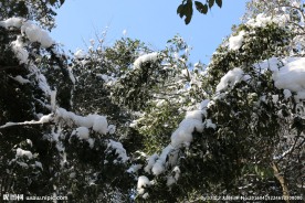 大雪过后