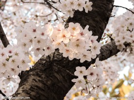 樱花朵朵
