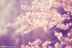 唯美桃花