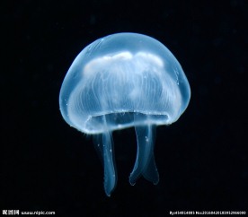 唯美水母