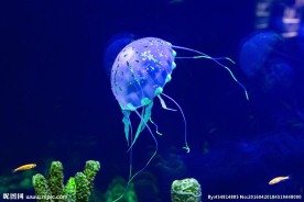 唯美水母