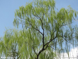 柳枝