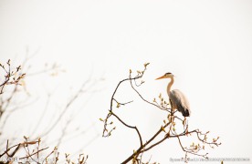 苍鹭