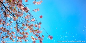 唯美桃花