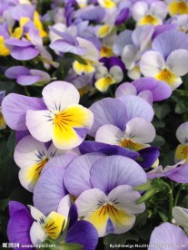 紫色蝴蝶花