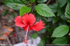 扶桑花