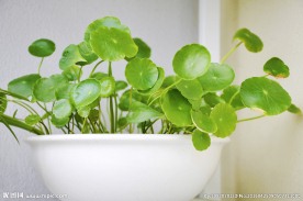 铜钱草