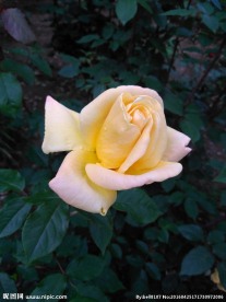 黄色月季花
