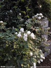 百花