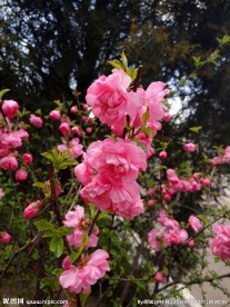 粉红花