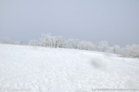 雪地