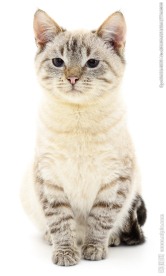 可爱小猫