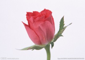玫瑰花