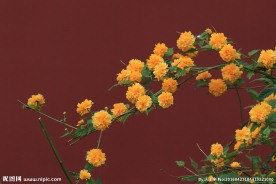 重瓣棣棠花