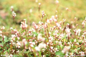 小碎花