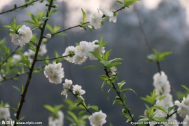 迟开的桃花