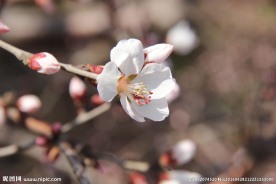 粉红桃花