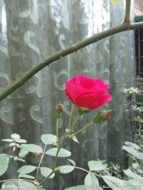 玫瑰花