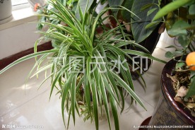 吊兰花