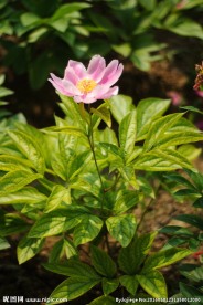 芍药花种植