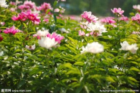 芍药花种植