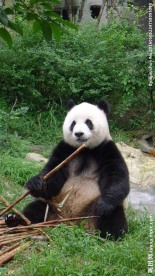 熊猫