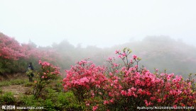 杜鹃花