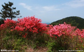 杜鹃花