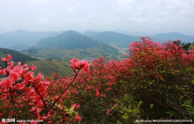 杜鹃花
