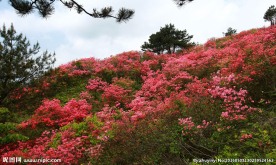 杜鹃花