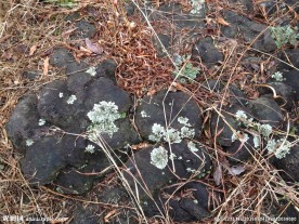 野外苔藓 青石