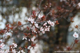 小碎花