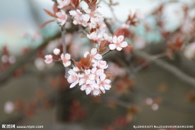 小碎花