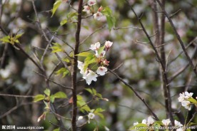 小碎花