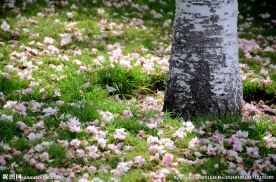 落花