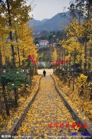 黄金大道