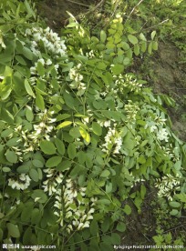 槐花 洋槐树