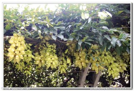 禾雀花